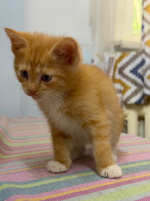 Котята в хорошие руки!