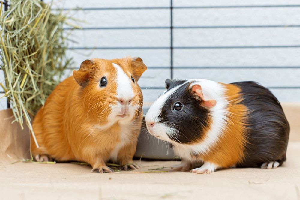 Burunduqchala sotiladi  Samarqand shaxar Ishtixon tuman markazi