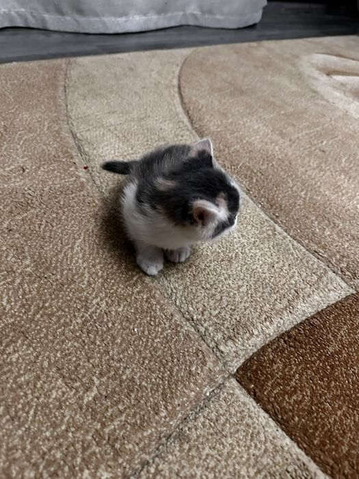 Котята 1,5 месяца в добрые руки