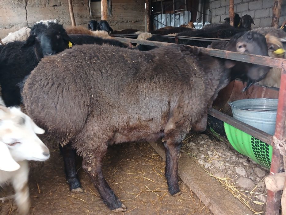 ТұқымдыққаҚошқарлар