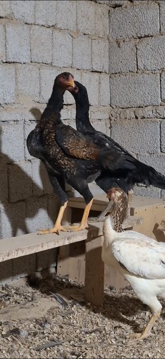 Дакан тухимлари сотилади 14-дона бор