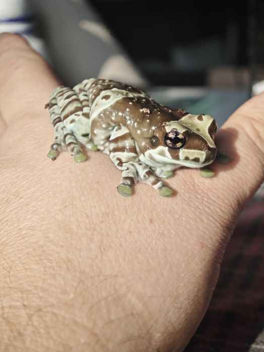 Амазонская молочная лягушка