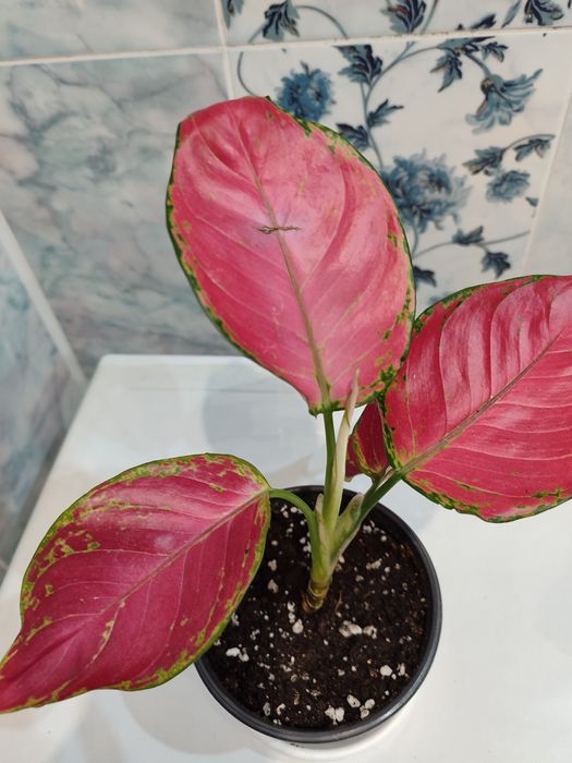 Аглоэнема красная