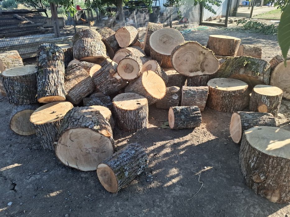 Tai lemen de foc .bihor