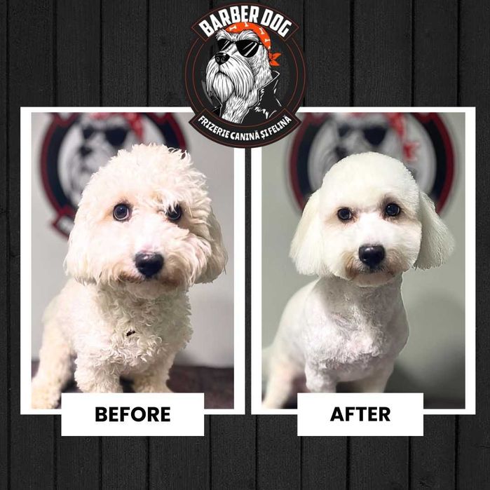 Frizerie Canina si Felina la domiciliu Bucuresti/Ilfov