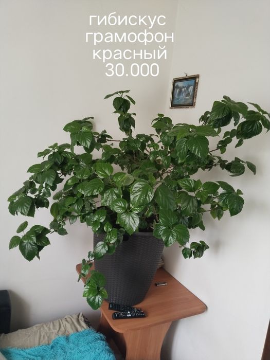 Продаю домашние цветы