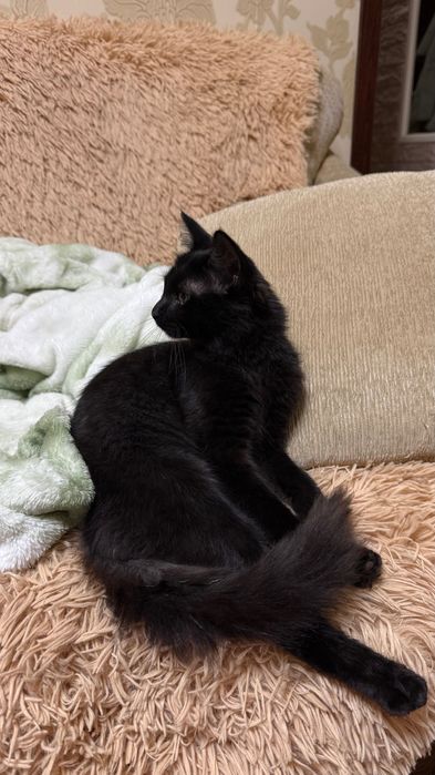 Котенок девочка 4 месяца