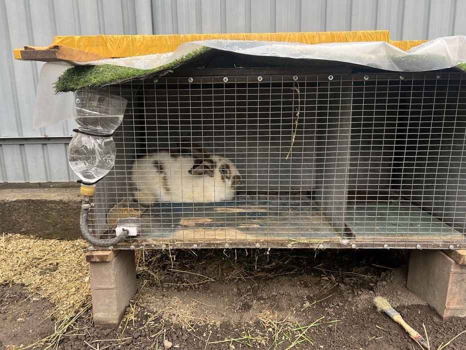 Продается кролики