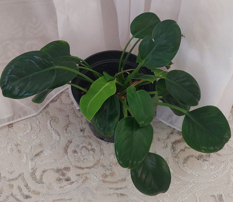 Домашние комнатные цветы