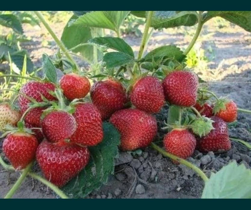 Саженцы клубника