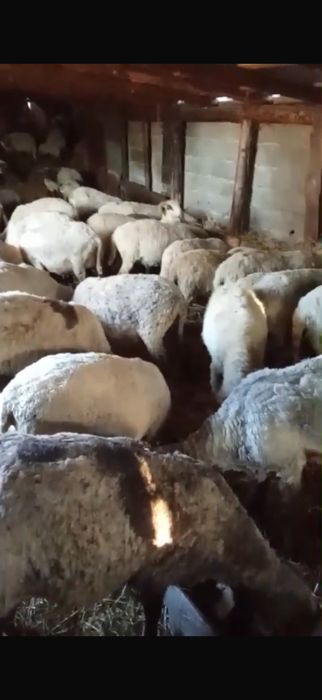 Vand oi cu miei langa ele