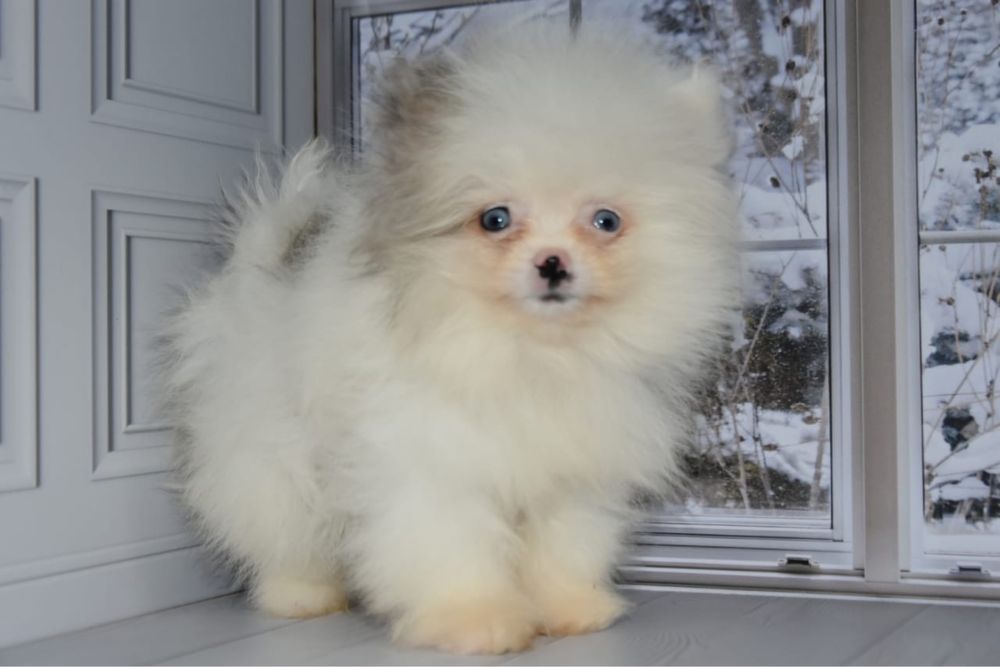 Померанский шпиц