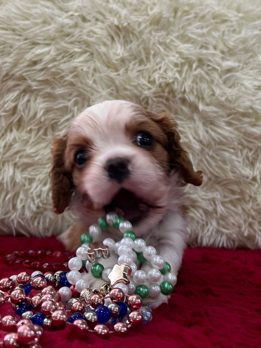 Кавалер кинг чарльз щенки