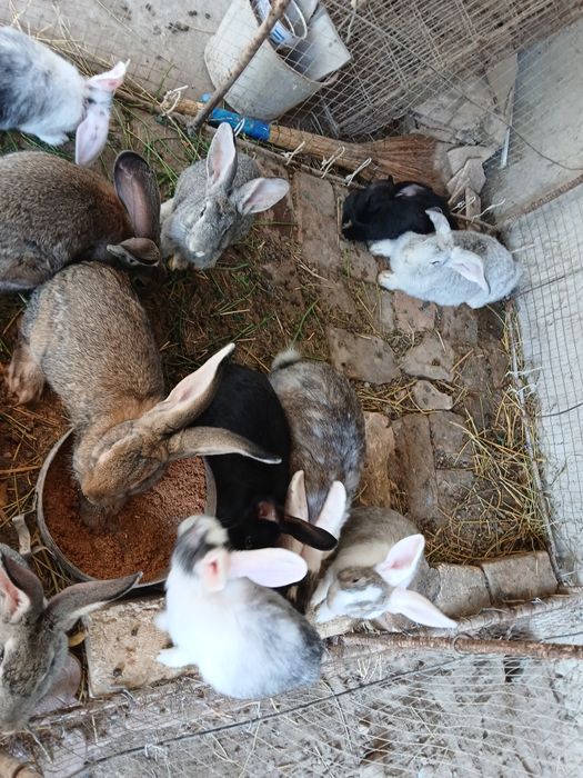 Quyonlar bor sogʻlom