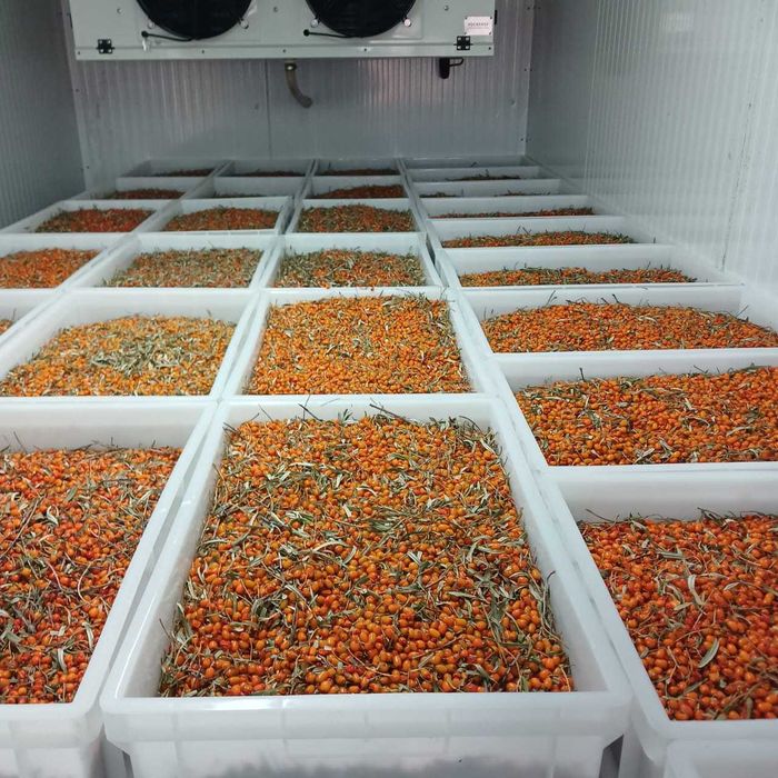 Продажа ягод облепихи, оптом