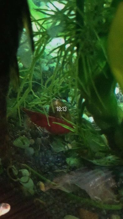 Creveți,moly balon,gupy