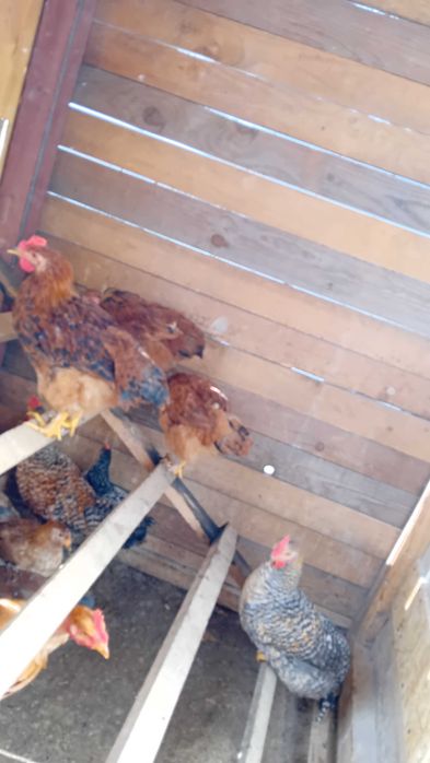 Cocoși 5/6 luni de casă