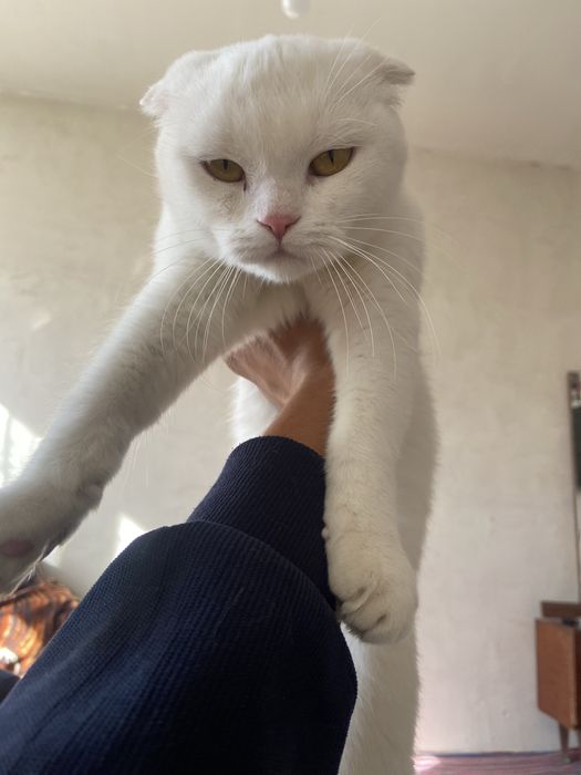 Scotish fold 10 oylik