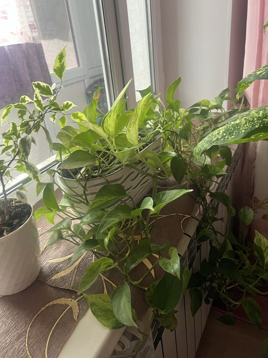 Продаю комнатные цветы