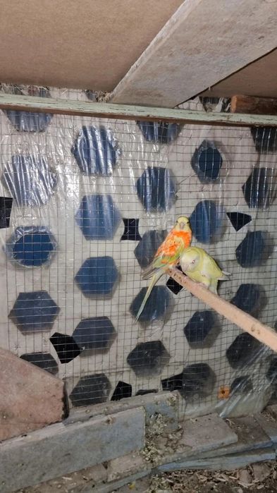 Aranjviy pefchi para sotiladi yangi juft 150$  Manzil andijon shahar