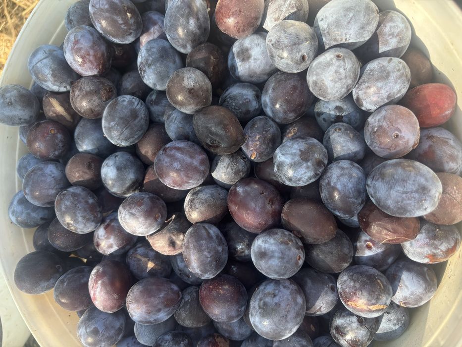 vand prune rosii pt palinca 2lei/kg