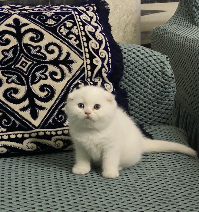 Скотш фолд скотш страйт болалари сотилади