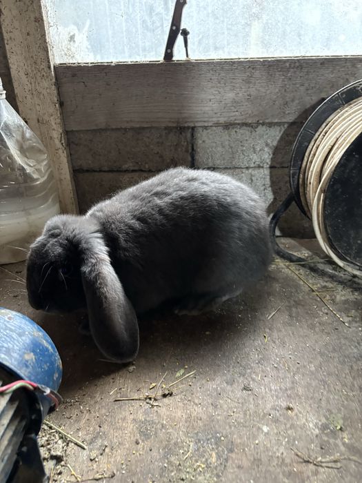 Iepuri berbec german