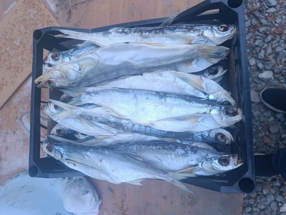 Вялиная рыба чяхон