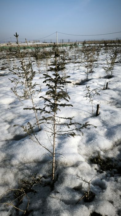 Продам ёлки 60-120 см