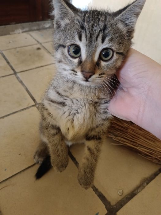 Одам даром котят