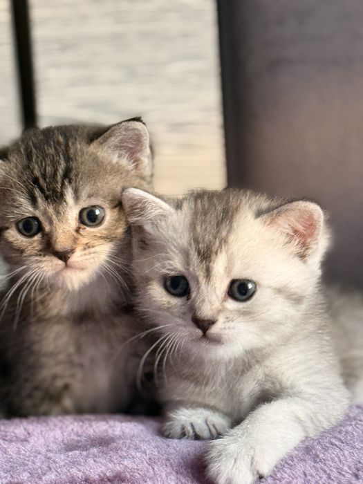 Британская короткошерестная