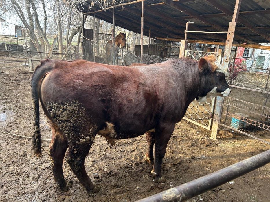 Бұқа сатылады,бордақы.