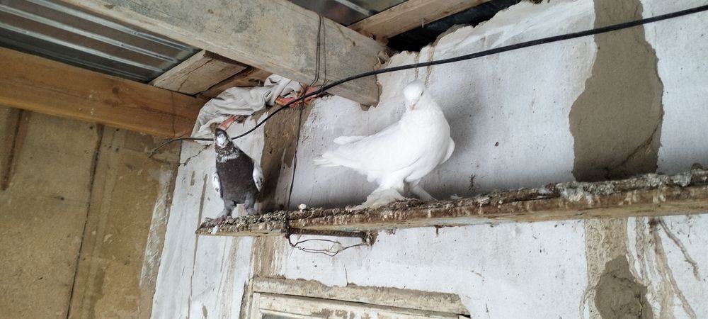 Кептер          .