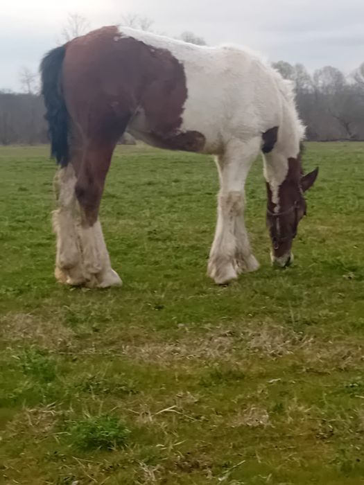 Vând manz gipsy vannar de 7 luni  sau schimb cu manza friz