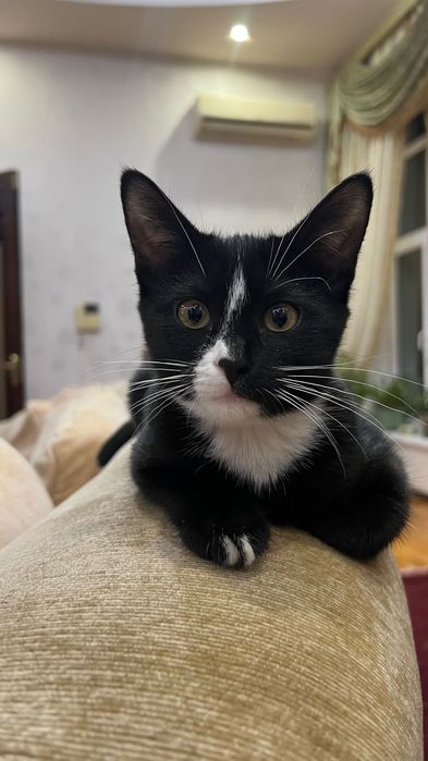 отдадим в хорошие руки маленького котенка