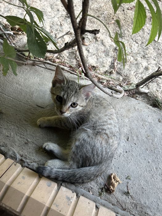 Котенок в добрые руки