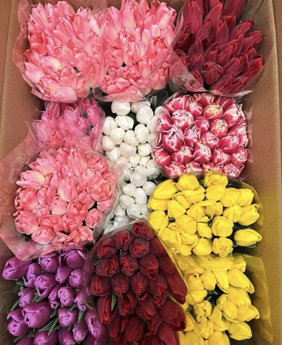 Премиальные Пионовидные Тюльпаны !!