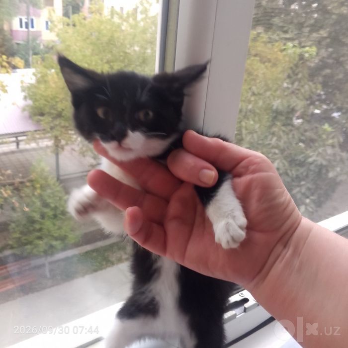 Отдаем Котенка в Добрые Руки