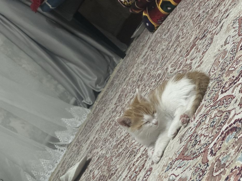 Котенок полтора месяца домашний