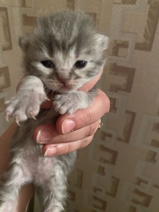 Котята британские