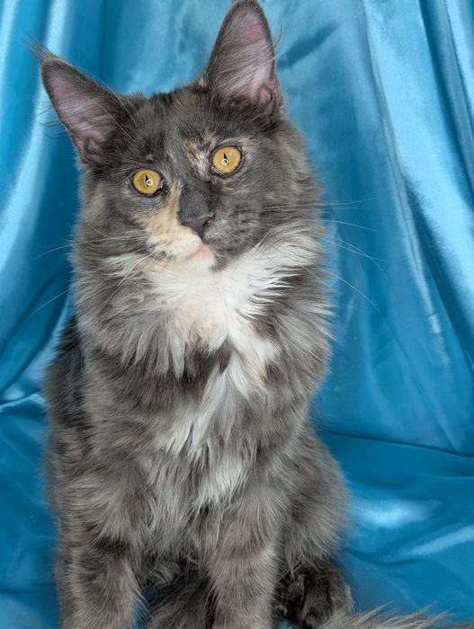 Мейн Кун Полидакт Каспи рассрочка