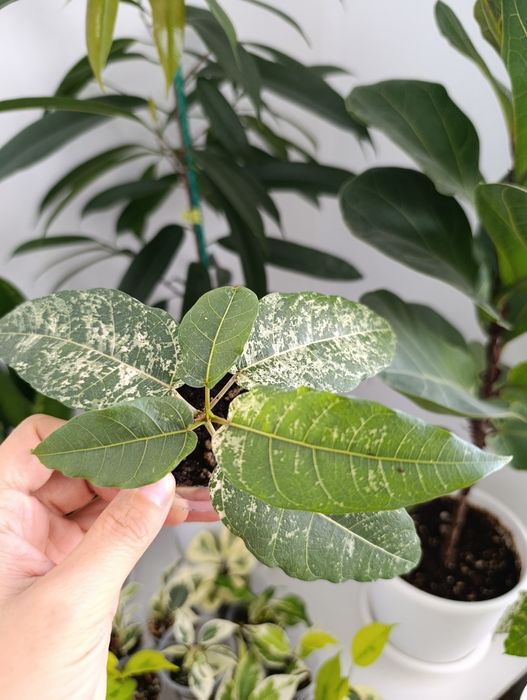 Продам сортовые фикусы