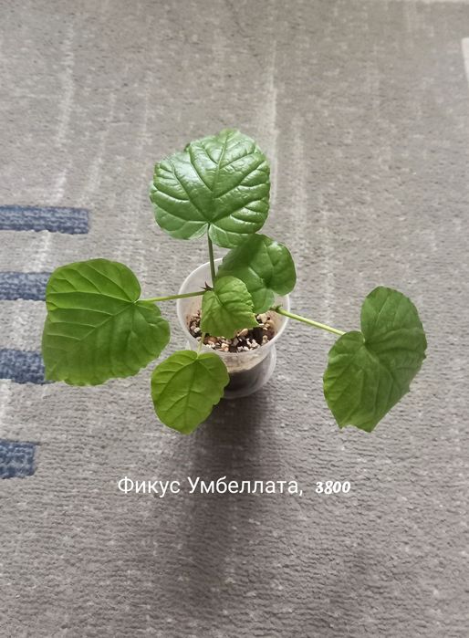 Фикус Умбеллата, растения, цветы