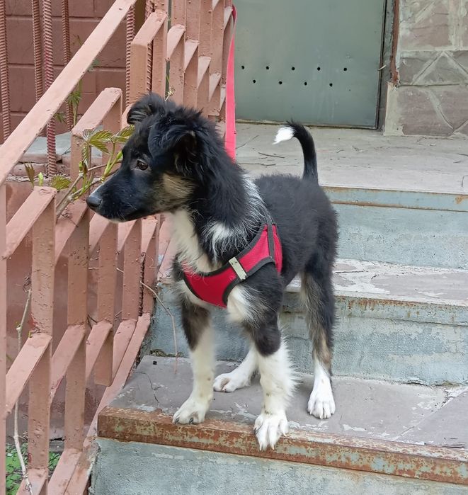 Щенок ищет дом, отдаётся щенок в добрые руки