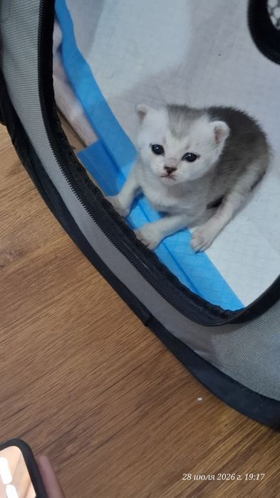 Шотландский вислоухий котят