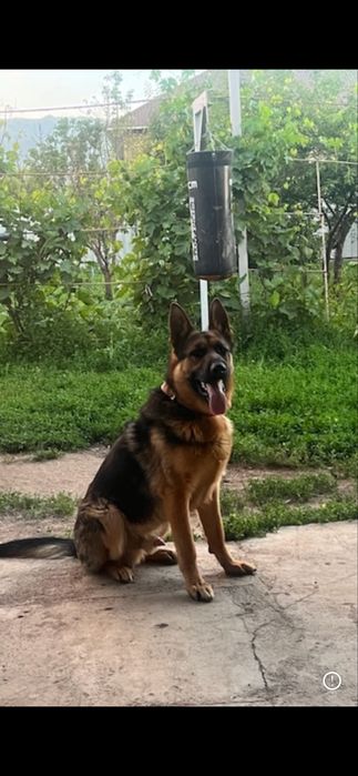 Немецкая овчарка для вязки