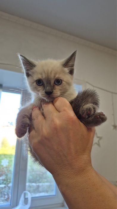 Отдам таких котят!