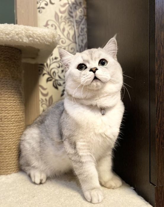 Вязка, жених ищет невесту, шикарный окрас шиншила серебристая, опытный