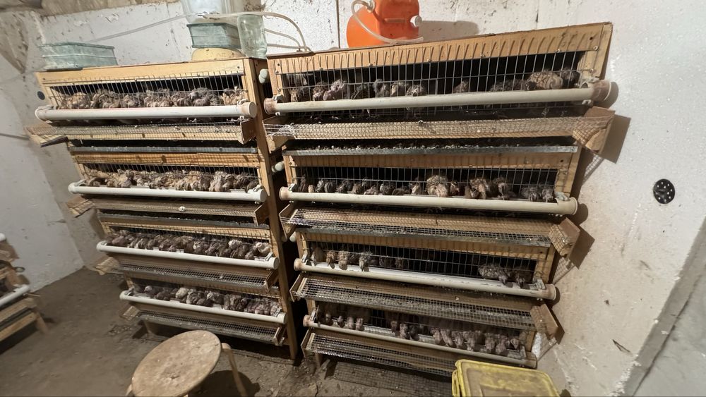 Клетка переплов