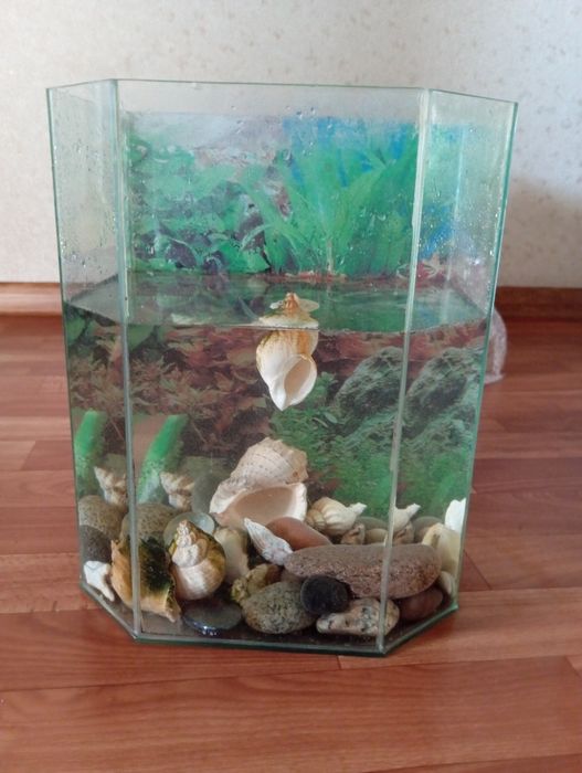 Продам аквариум 10л